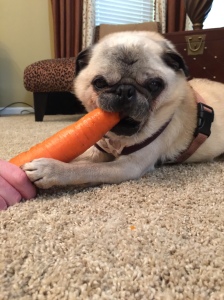 His favorite treat, a giant carrot!